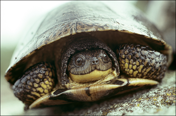 Blanding's Turtle photo by Michael Oldham