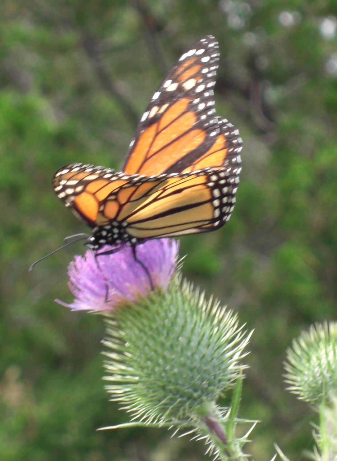 monarch butter fly at Point Traverse